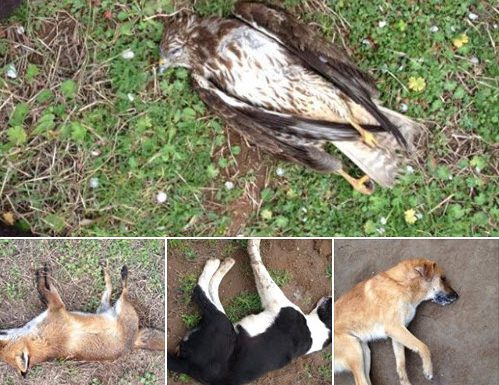 Φόλες στον Δήμο Δυτικής Αχαϊας